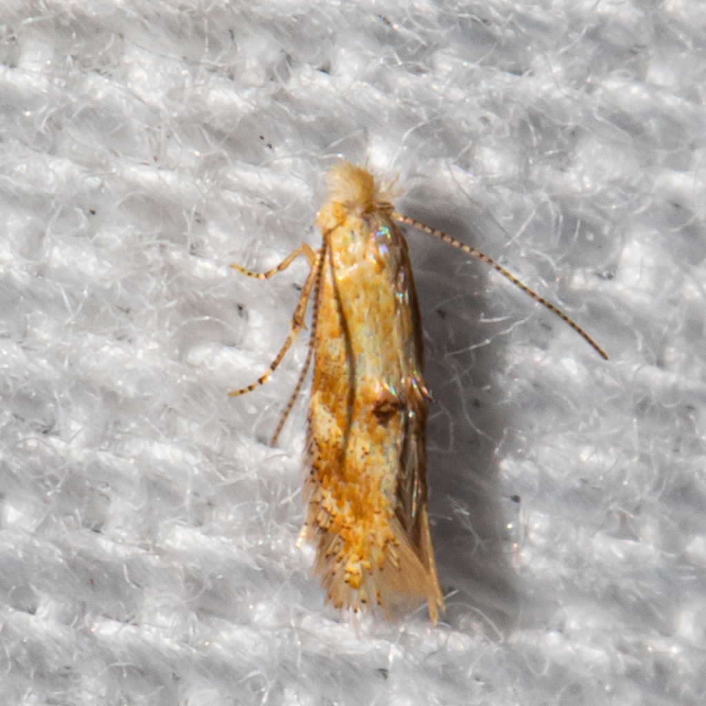 Bucculatrix from Patuxent Research Refuge, Anne Arundel, Maryland ...