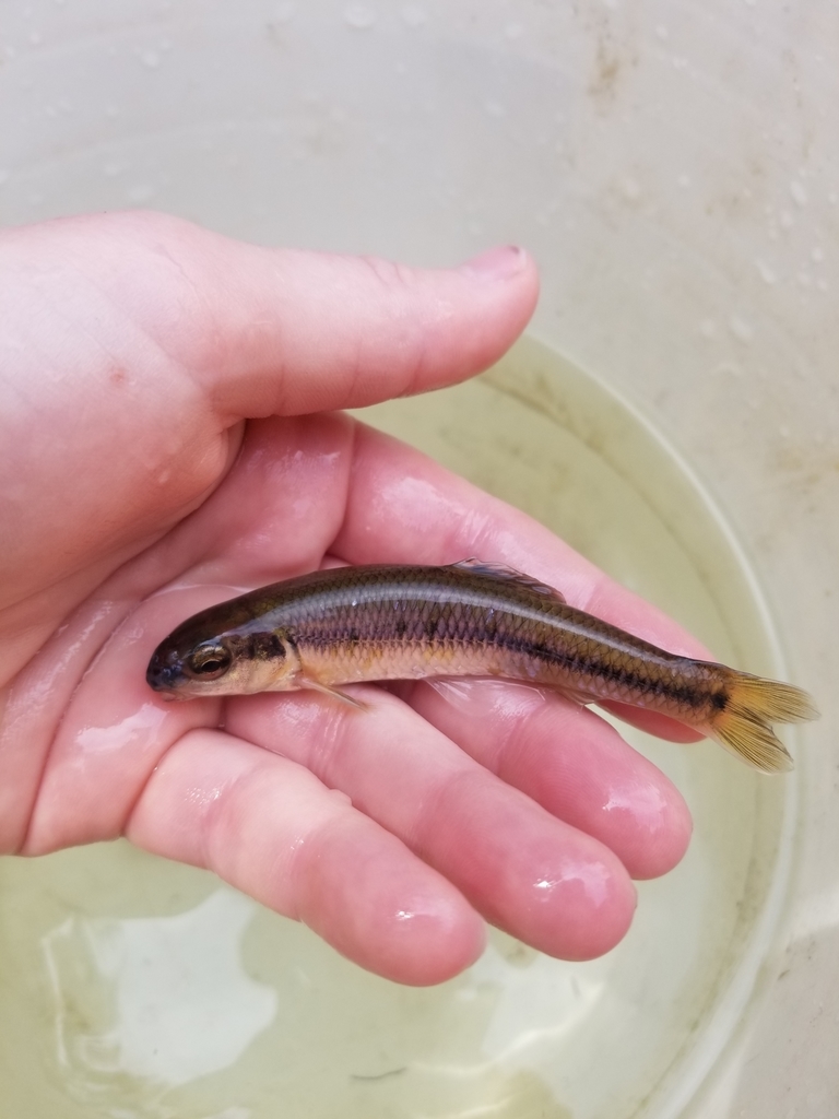 Bluntnose Minnow from Northeastern Manitoulin and the Islands, ON