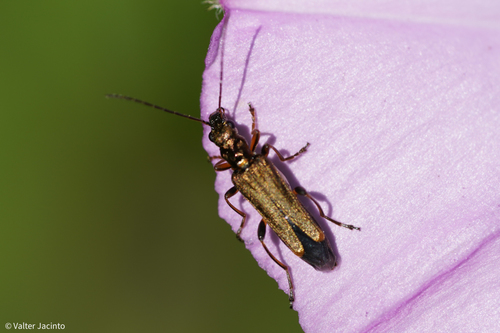 Oedemera barbara