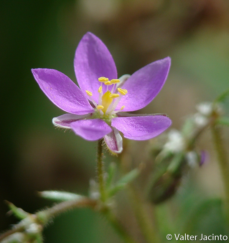 Esparcilla