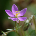 Spergularia purpurea - Photo (c) Valter Jacinto, כל הזכויות שמורות