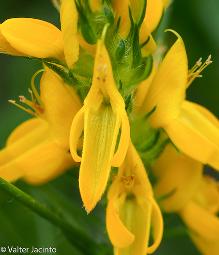 pincushion gorse