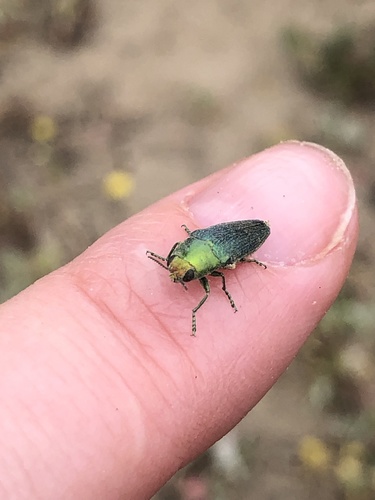 Sphenoptera scovitzii · iNaturalist