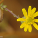 Shrubby Fleabane - Photo (c) Valter Jacinto, all rights reserved