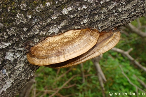 Hexagonia nitida