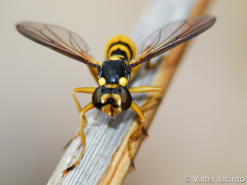 Leopoldius coronatus