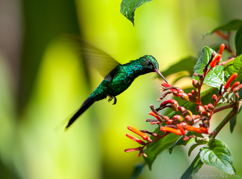 Cozumel Emerald photo