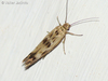 Chenopodium Scythris Moth - Photo (c) Valter Jacinto, all rights reserved