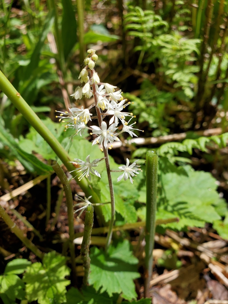 Creeping Foamflower from Churubusco, NY 12923, USA on May 23, 2022 at