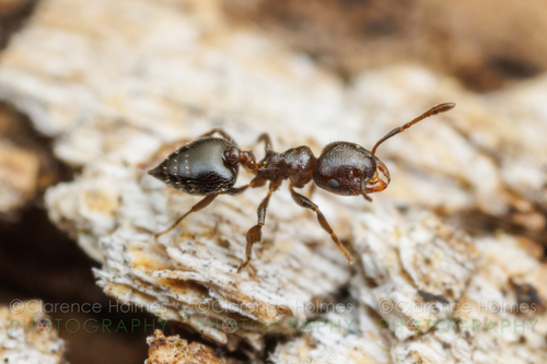 Crinosa-complex Acrobat Ants (Complex Crematogaster crinosa) · iNaturalist