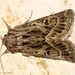 Thalpophila vitalba - Photo (c) Valter Jacinto, todos los derechos reservados