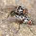 Anthomyia pluvialis - Photo (c) Valter Jacinto, all rights reserved