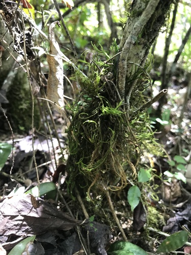 Pseudocryphaea