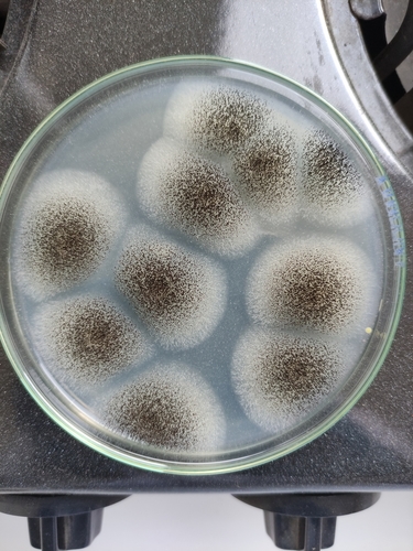 Black Mold