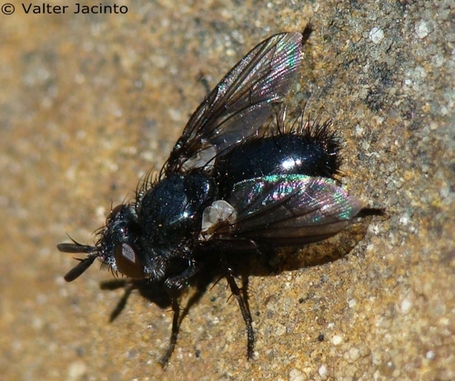 Wagneria cunctans · iNaturalist