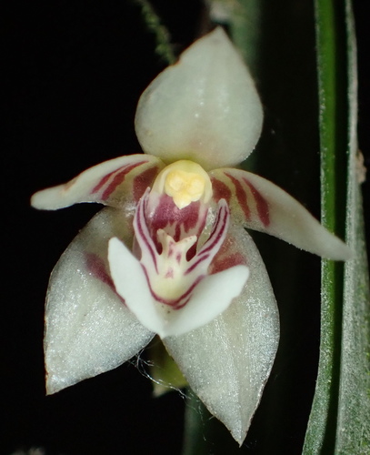 Koellensteinia graminea