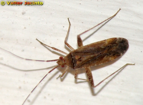 Phytocoris juniperi · iNaturalist