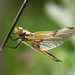 Four-spotted Skimmer - Photo (c) ruimvs, all rights reserved, uploaded by ruimvs