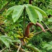 Cecropia angustifolia - Photo (c) Michael David Kurman, all rights reserved, uploaded by Michael David Kurman