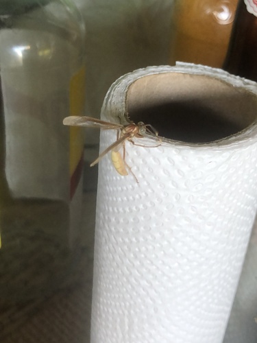 Apoica flavissima