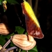 Aristolochia putumayensis - Photo (c) Marcos Silveira, all rights reserved, uploaded by Marcos Silveira