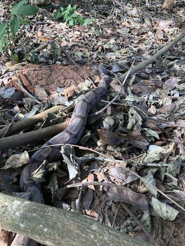 Boa Constrictor