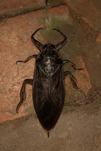 Lethocerus maximus De Carlo, 1938