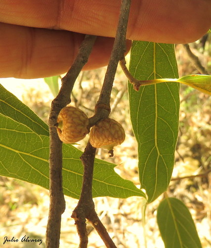 Quercus bolanyosensis