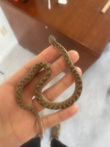 Chihuahuan Nightsnake