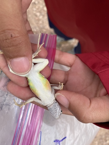Greater Earless Lizard