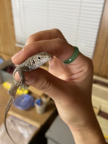 Marbled Whiptail