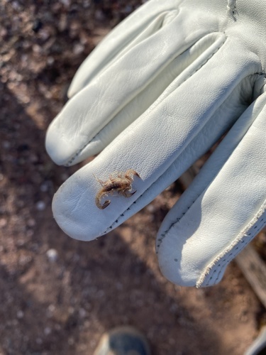 Thick-handed Scorpion