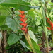 Lobster Claw Heliconia - Photo (c) fm5050, all rights reserved, uploaded by fm5050