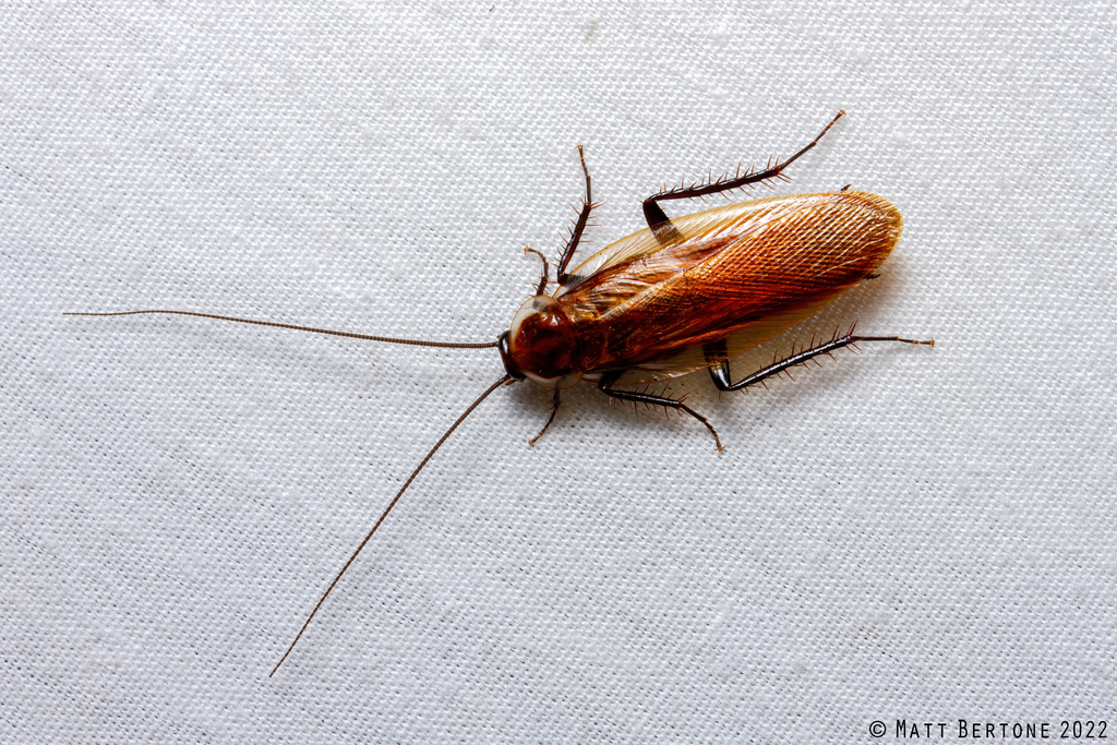 Southern Wood Cockroach From Co Rd 30, Newton, Ga 39870, Usa On May 9 