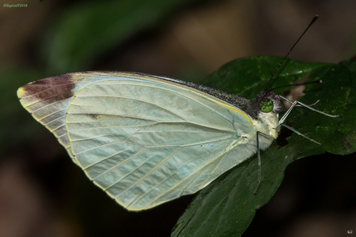 Large Vagrant