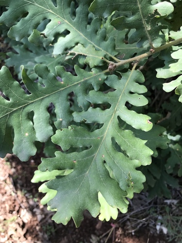 Hungarian Oak