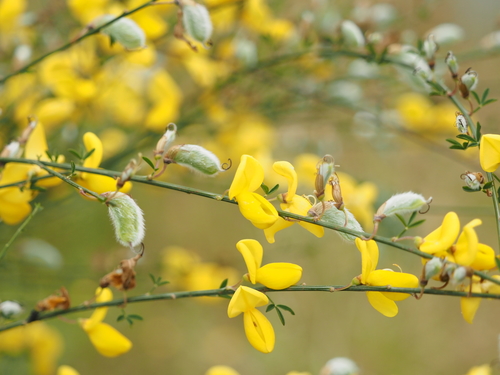 Portuguese Broom