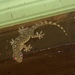 Yunnan Gecko - Photo (c) littleforktail, all rights reserved