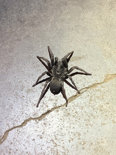 iNaturalist observation photo of False Tarantula