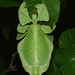 Pulchriphyllium anangu - Photo (c) Vishwanath Gowda, all rights reserved, uploaded by Vishwanath Gowda