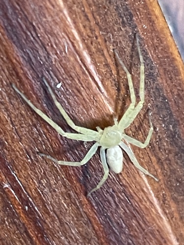 Philodromus rufus nuotrauka