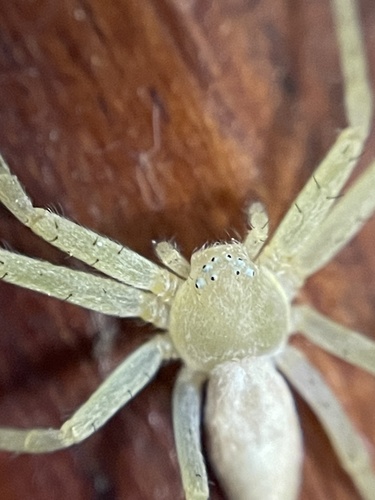 Philodromus rufus nuotrauka