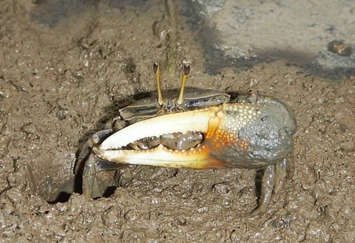 Tubuca alcocki Shih, Chan & Ng, 2018