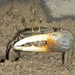 Alcock's Fiddler Crab - Photo (c) Pradip Patade, all rights reserved, uploaded by Pradip Patade