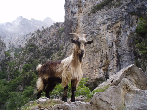 Domestic Goat