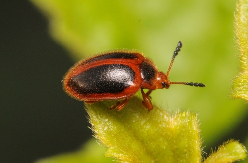 Stenotarsus tarsalis