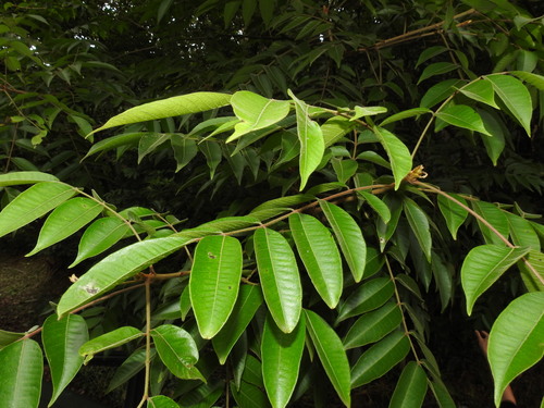 Toxicodendron sylvestre (Siebold & Zucc.) Kuntze