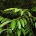 Toxicodendron sylvestre - Photo (c) shiaokao, all rights reserved, uploaded by shiaokao