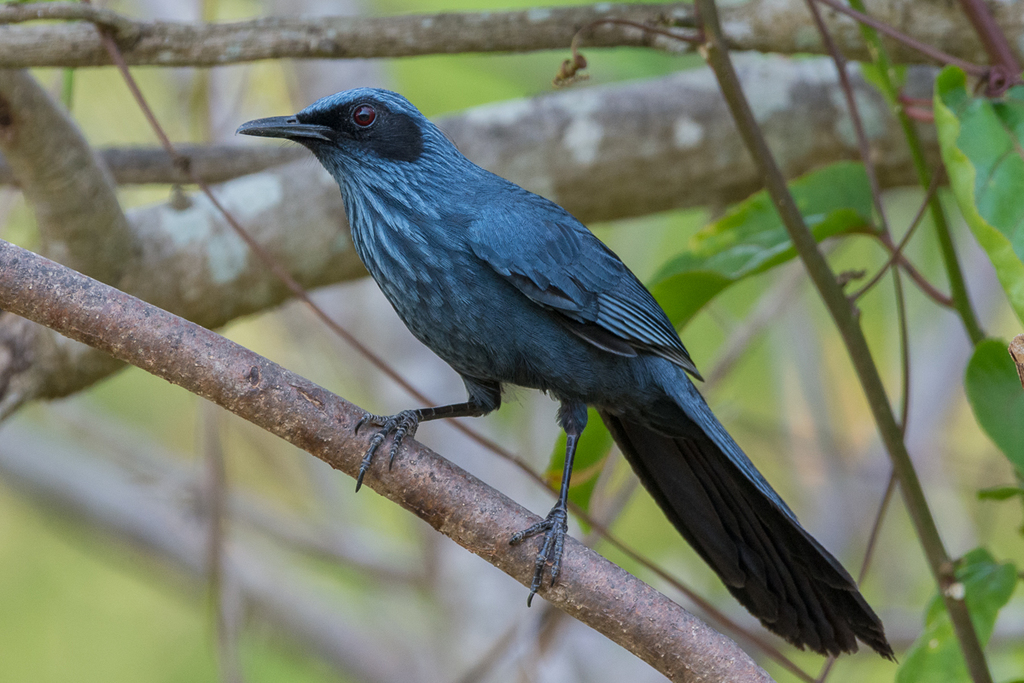 Blue Mockingbird (Melanotis caerulescens) photo