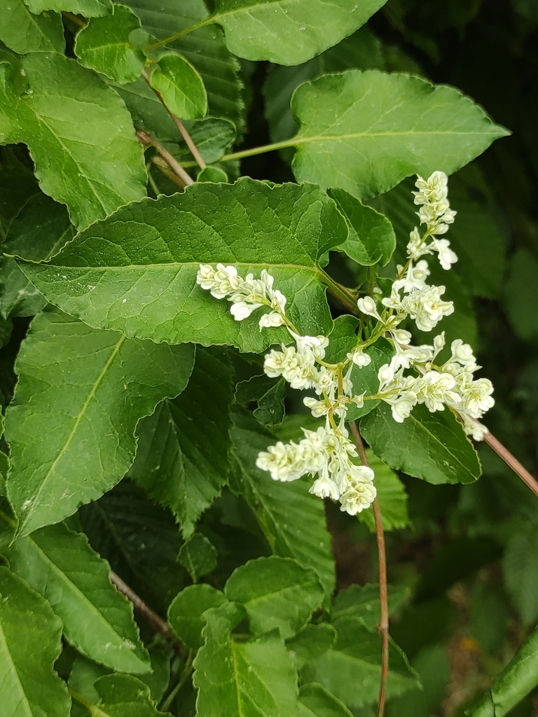 Silver Lace Vine (Fallopia aubertii)  iNaturalist